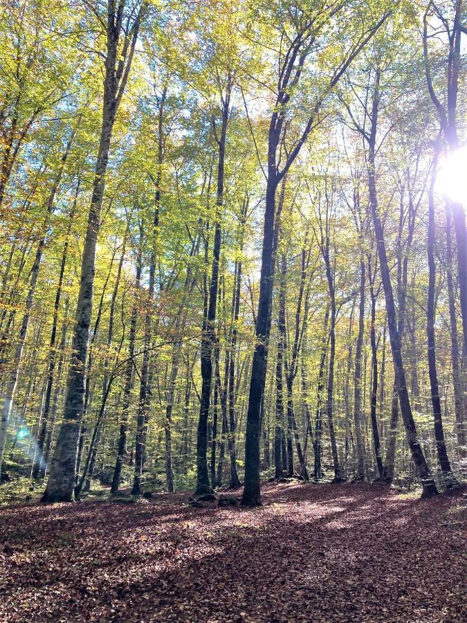 Apartament Natura Amb Calma Olot Bagian luar foto